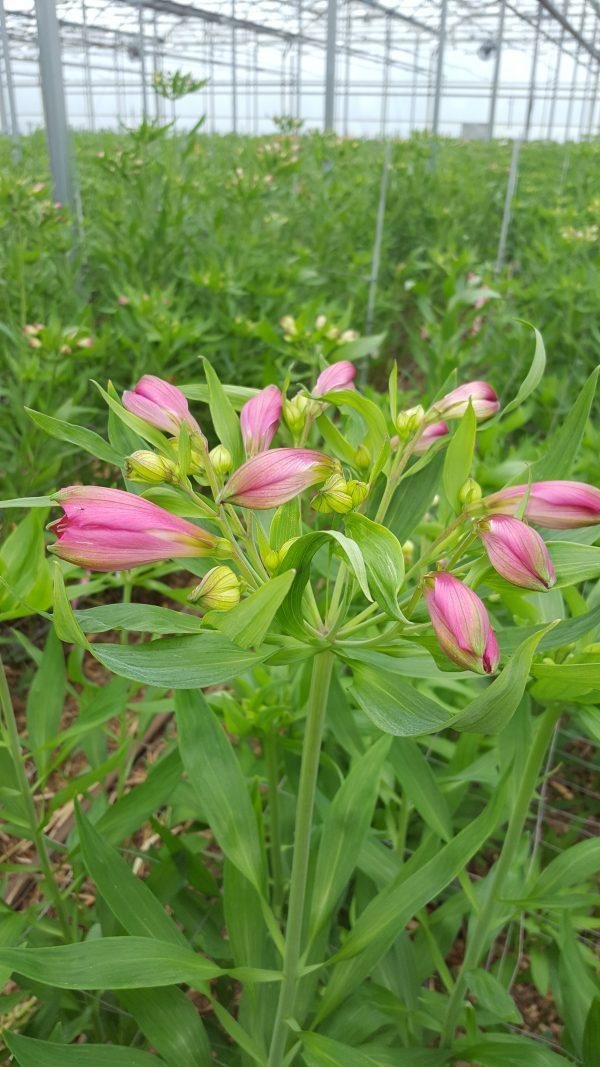 A Grade Alstroemeria