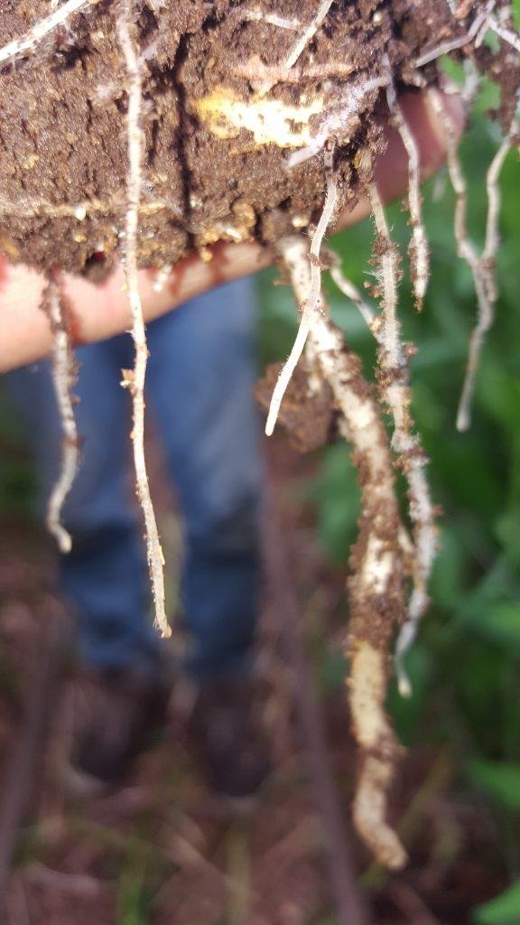 Alstroemeria Roots