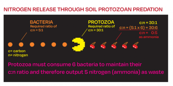 Natural Soil Nutrient Cycling