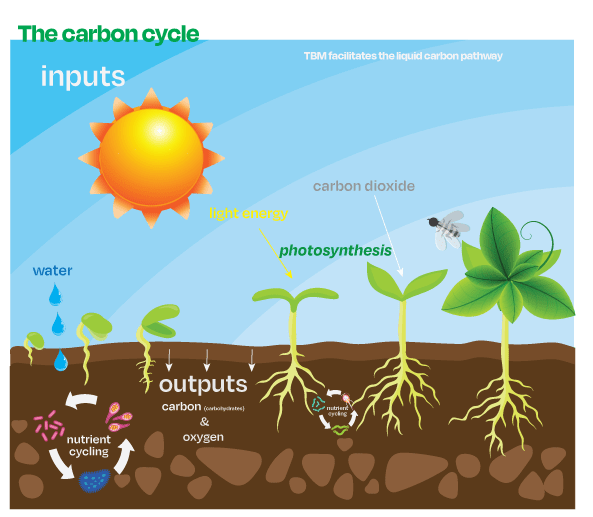 Green Chemistry: The carbon cycle - inputs and outputs