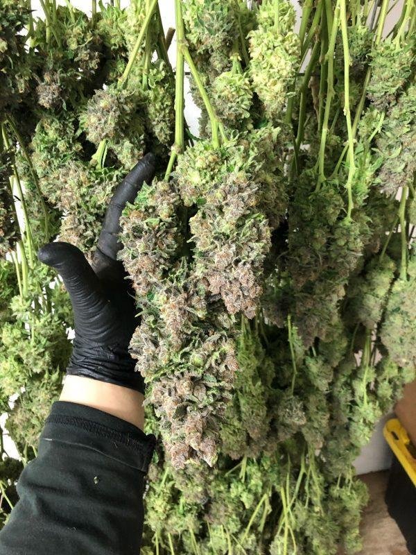 Giant cannabis buds