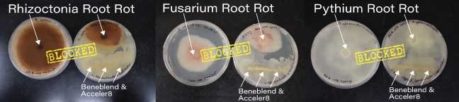 blocking disease pythium rhizoctonia fusarium